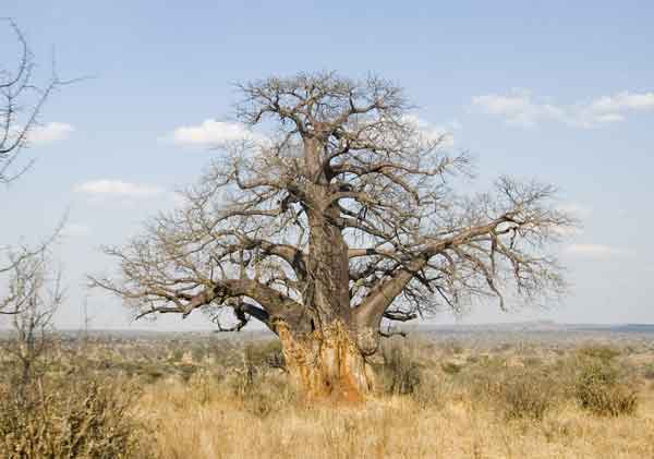 13 - Tanzania - parque nacional de Tarangire, arbol baobab